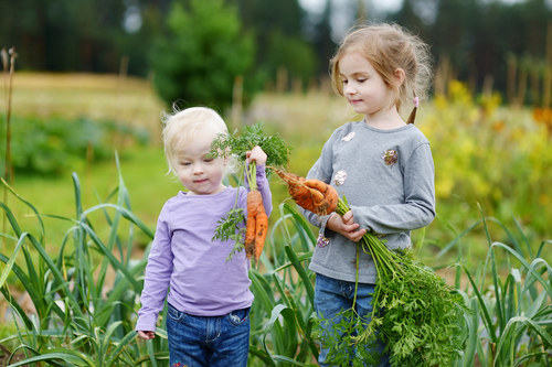 Medelhavskost, som kan förebygga övervikt hos barn, baserad på nordiska livsmedel kan bland annat innefatta grönsaker och rotfrukter. Foto: Shutterstock